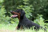 DOBERMANN 232